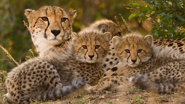 Captive breeding of cheetahs is expected…