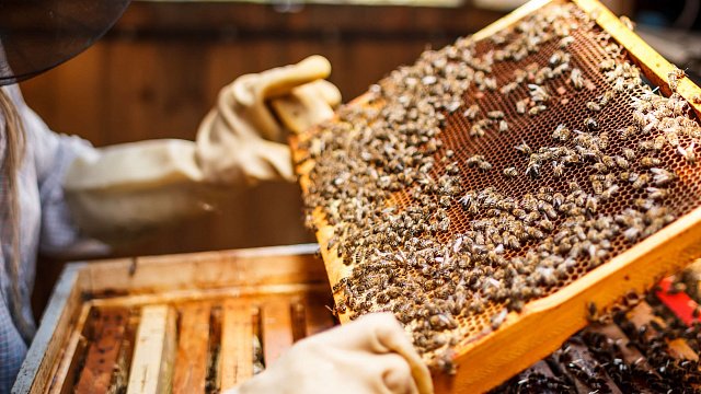 Saudi Arabia discusses beekeeping training programme