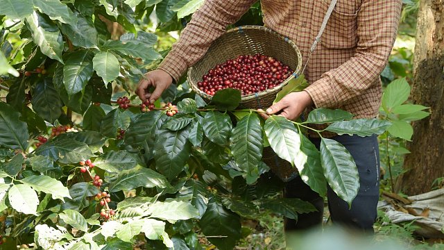 Ethiopian farmers cultivate high-yielding coffee varieties