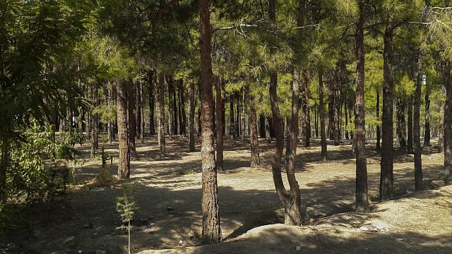 Chitgar Forest Park Rehabilitation Project begins in Tehran