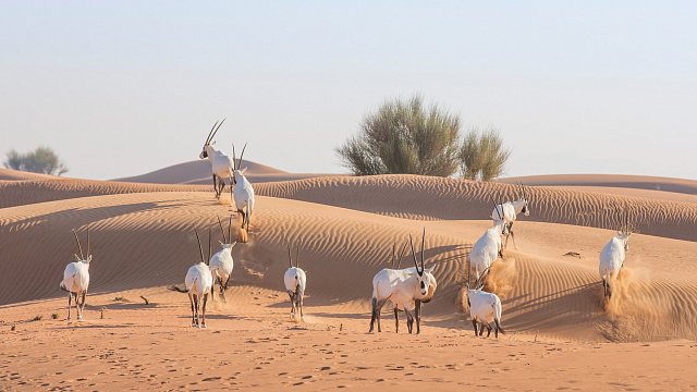 UAE identifies nine key areas of global biodiversity