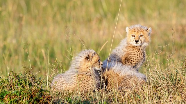 Saudi Arabia launches cheetah reintroduction programme