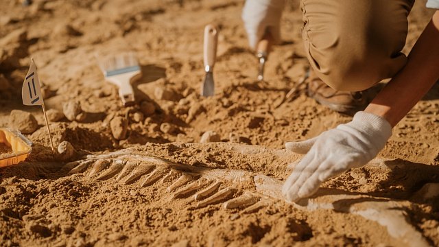 Brazil discovers dinosaur fossil about 233 million years old 