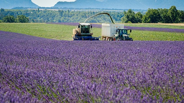 Saudi Arabia launches agricultural projects to grow fruit, coffee, and flowers