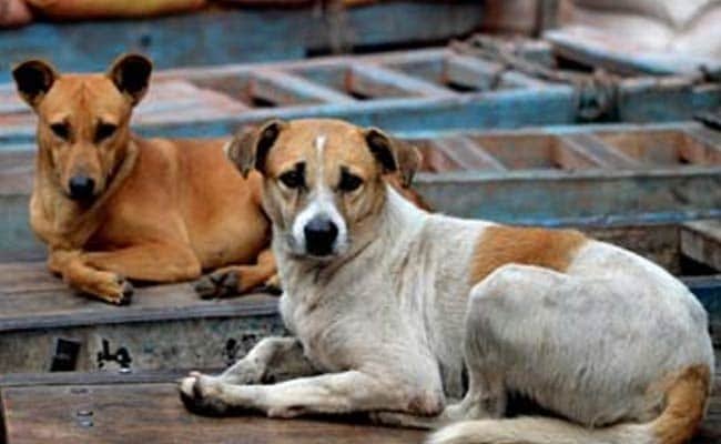 Samples Sent To Lab: Karnataka On Row Over ‘Dog Meat’ Meant For Restaurants