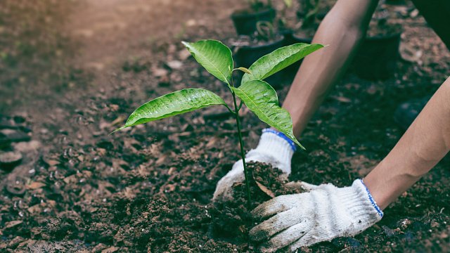 Ethiopia aims to set new world record for tree planting