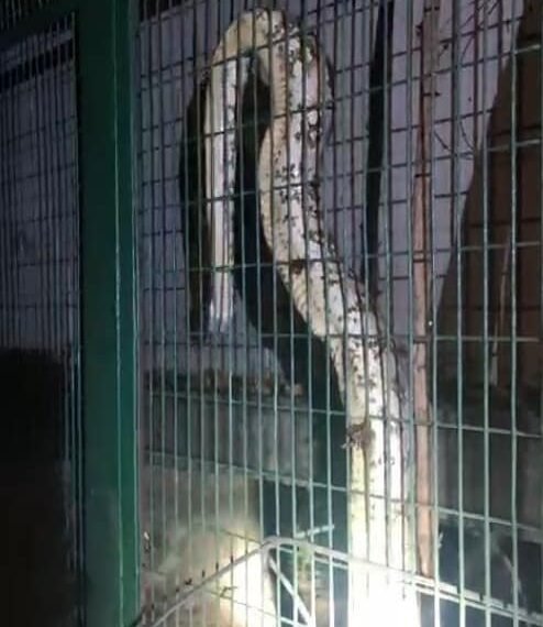 Giant Python Gets Into Power House In Lucknow, Causes Outage