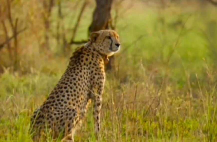 Female Cheetah To Soon Give Birth…