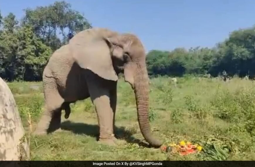 Delhi Zoo’s Lone African Elephant “Freed…