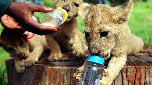 Footage of three rare Northern African…