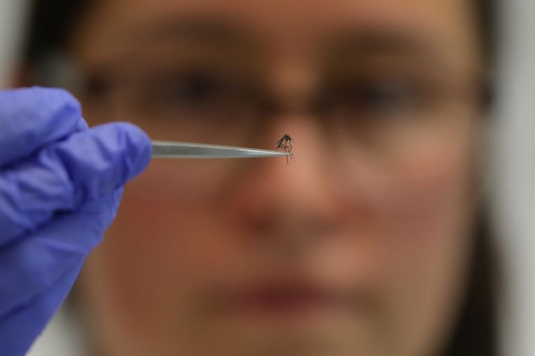 Could mosquitoes deliver vaccines against malaria?