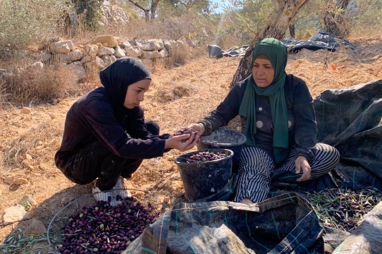 ‘Rooted in this land until death’: A Palestinian family’s olive harvest