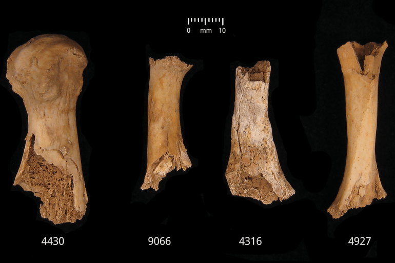 Cannibalism in Britain? How early Bronze Age bones reveal a grim tale