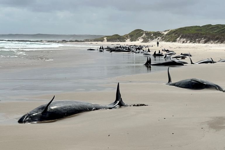 More than 150 false killer whales…