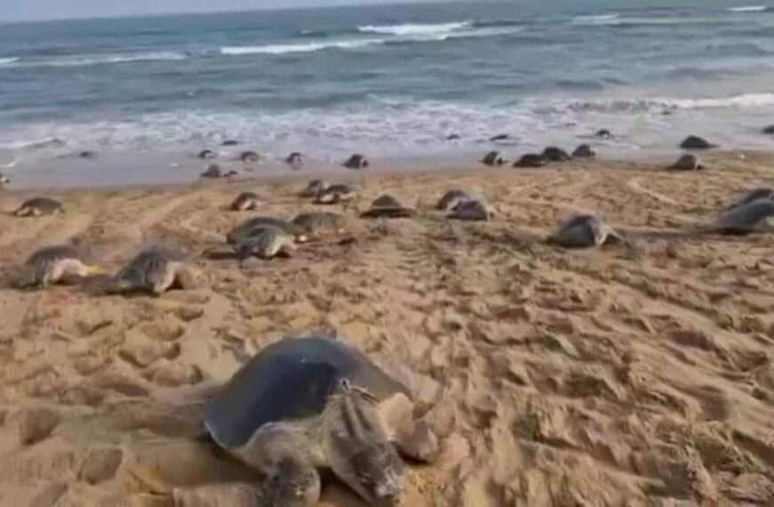 Over 5.5 Lakh Eggs Laid By Olive Ridley Turtles On Odisha’s Beaches