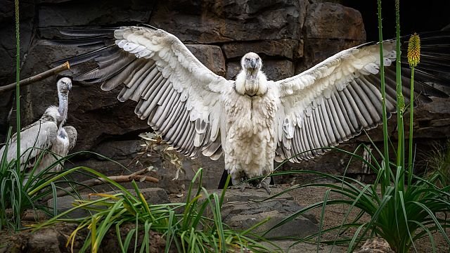 Los Angeles Zoo welcomes new group of Cape Vultures