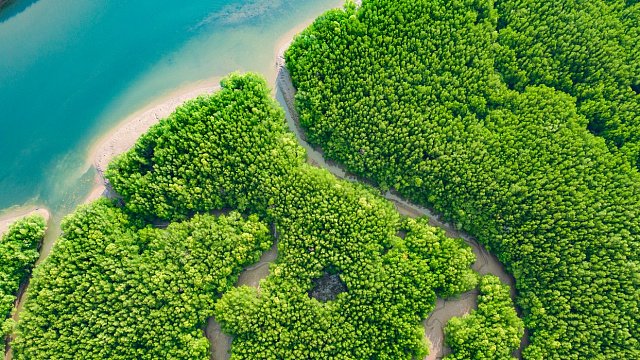 Сhina introduces first national standards for mangrove restoration