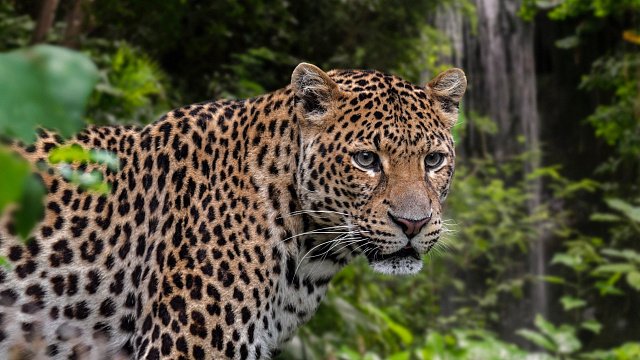 Indonesia says Javan leopard conservation can…