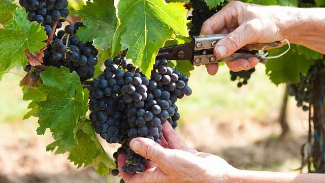 Russia advances domestic grape breeding with…