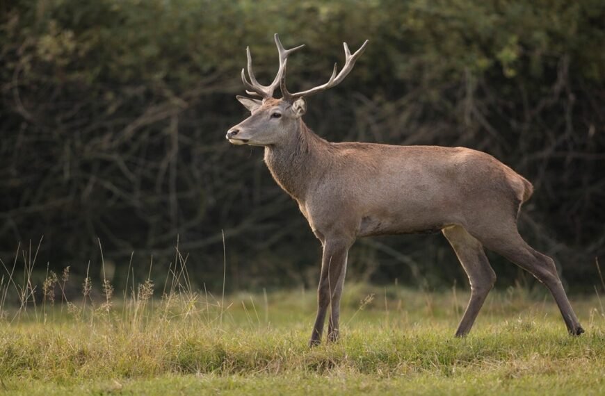 Man Accused Of Hunting Deer Gets Threat In Name Of Lawrence Bishnoi: Cops